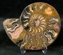 Split Black/Orange Ammonite Pair - Unusual Coloration #13177-1